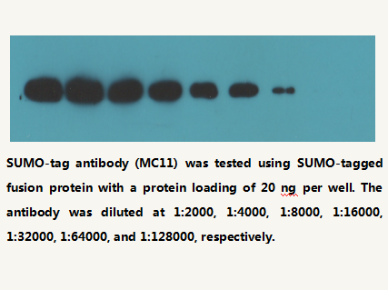 Sumo-tag Mouse Monoclonal Antibody