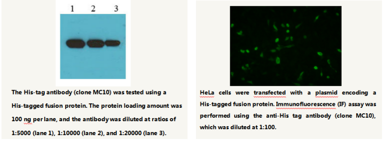 Anti-His-tag Mouse Monoclonal Antibody