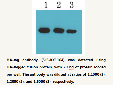 HA-tag Rabbit polyclonal Antibody