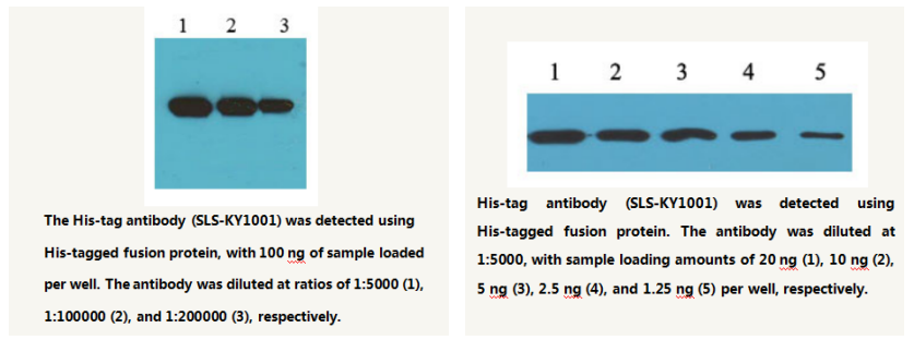Anti-His-tag Mouse Monoclonal Antibody