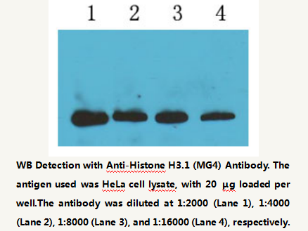 Anti-Histone H3.1 Mouse Monoclonal Antibody