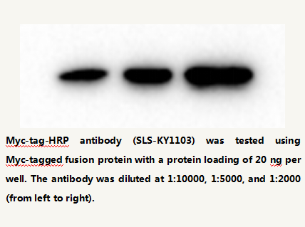 Anti-Myc-tag HRP Conjugated Mouse Monoclonal Antibody