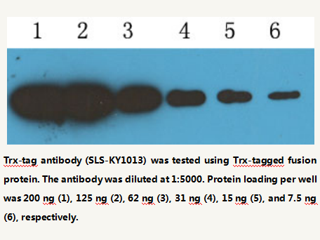 Anti-Trx-tag Mouse Monoclonal Antibody