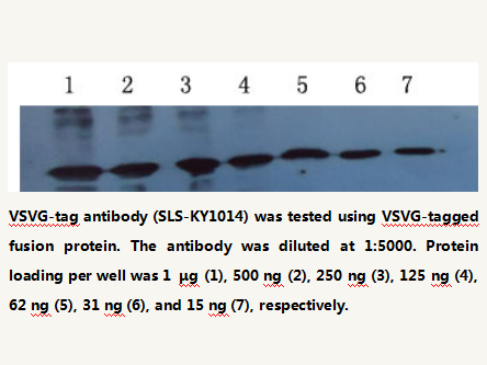 Anti-VSVG-tag Mouse Monoclonal Antibody