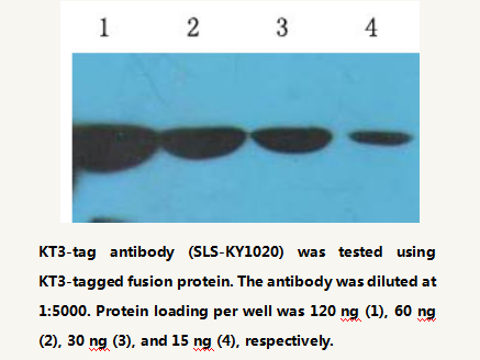 Anti-KT3-tag Mouse Monoclonal Antibody