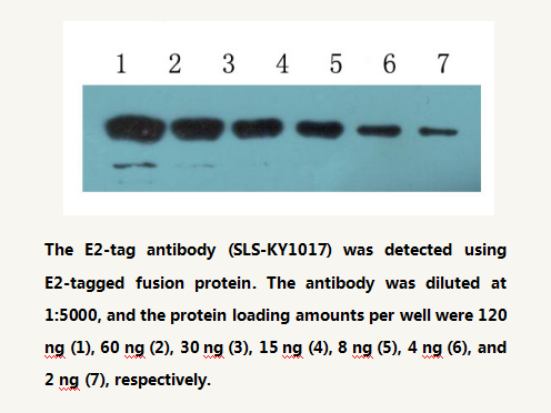Anti E2-tag Mouse Monoclonal Antibody