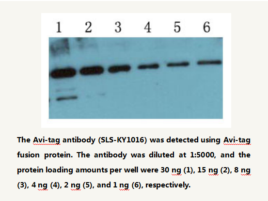 Anti AVI-tag Mouse Monoclonal Antibody