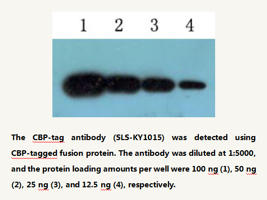 Anti CBP-tag Mouse Monoclonal Antibody