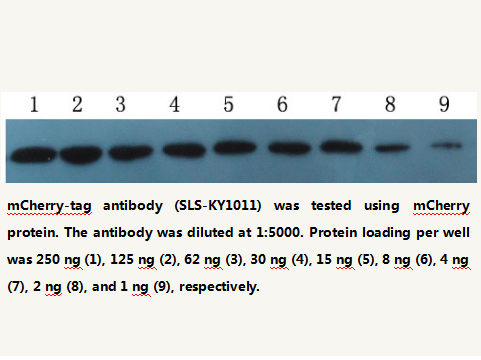 Anti-mCherry-tag Mouse Monoclonal Antibody