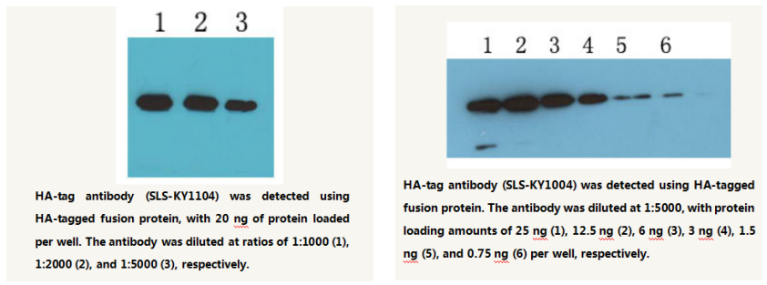 HA-tag Mouse Monoclonal Antibody