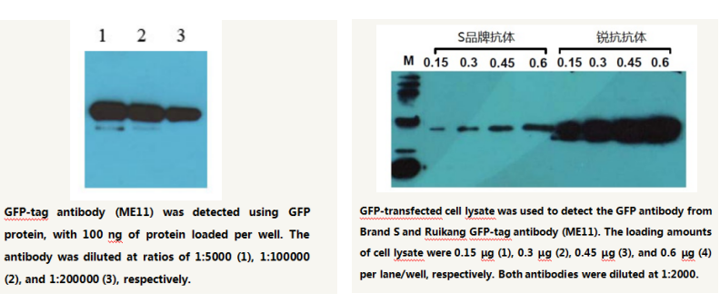 GFP-tag Mouse Monoclonal Antibody