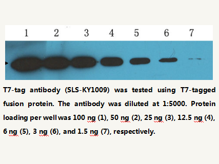 Anti-T7-tag Mouse Monoclonal Antibody