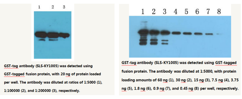 GST-tag Mouse Monoclonal Antibody