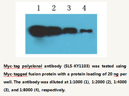 Anti-Myc-tag Rabbit Polyclonal Antibody