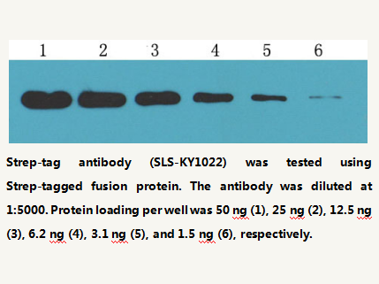 Anti-Strep-tag Mouse Monoclonal Antibody