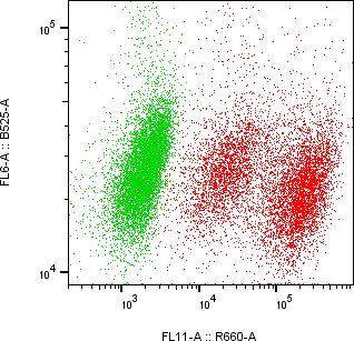 Rabbit-anti CTSB monoclonal antibody