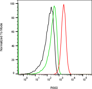 Rabbit-anti CLU monoclonal antibody