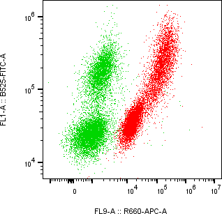Rabbit-anti TTR monoclonal antibody