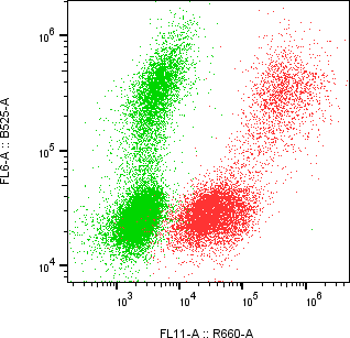 Rabbit-anti CXADR monoclonal antibody