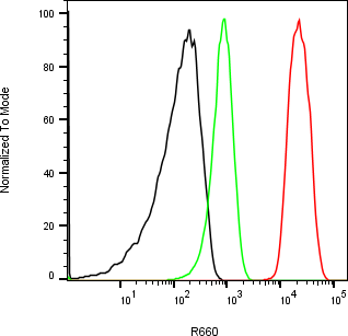 Rabbit-anti INS monoclonal antibody