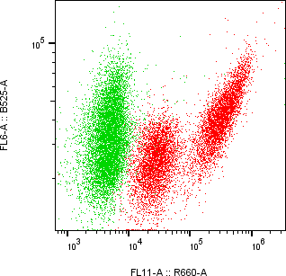 Rabbit-anti VMO1 monoclonal antibody