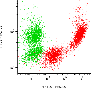 Rabbit-anti CBLN4 monoclonal antibody