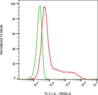 Rabbit-anti AMTN monoclonal antibody