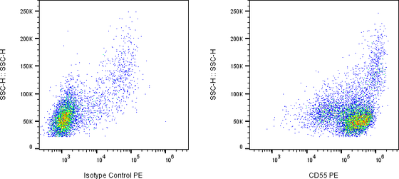 Rabbit-anti CD55 monoclonal antibody