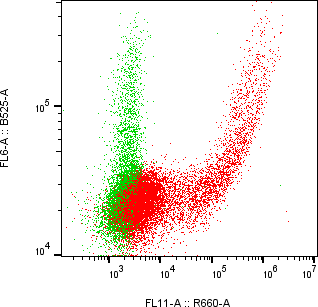 Rabbit-anti AMTN monoclonal antibody