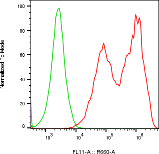 Rabbit-anti ORM2 monoclonal antibody