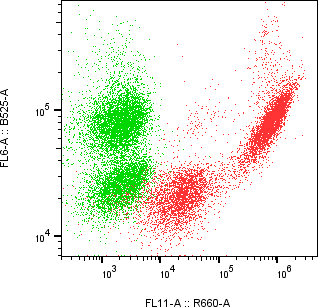 Rabbit-anti CBLN4 monoclonal antibody