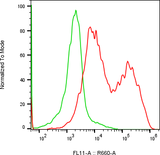 Rabbit-anti CST6 monoclonal antibody