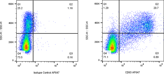 Rabbit-anti CD93 monoclonal antibody