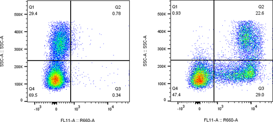 Rabbit-anti CD244 monoclonal antibody