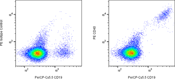 Rabbit-anti CD40 monoclonal antibody