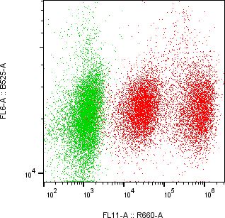 Rabbit-anti CTSB monoclonal antibody