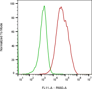 Rabbit-anti MCAM monoclonal antibody