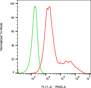 Rabbit-anti SERPINA5 monoclonal antibody