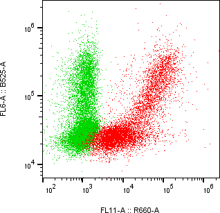 Rabbit-anti CRLF2 monoclonal antibody