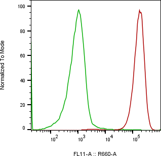 Rabbit-anti THY1 monoclonal antibody