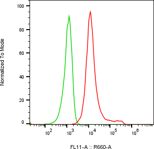 Rabbit-anti KIRREL1 monoclonal antibody
