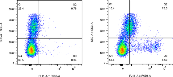 Rabbit-anti KIR2DL5A monoclonal antibody