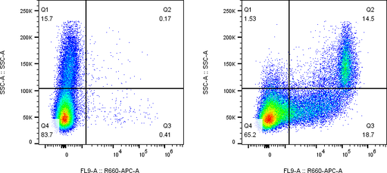 Rabbit-anti ITGAX monoclonal antibody