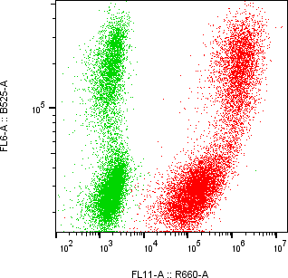 Rabbit-anti CD71 monoclonal antibody