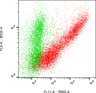 Rabbit-anti CST6 monoclonal antibody