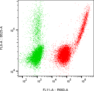 Rabbit-anti CEACAM1 monoclonal antibody