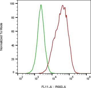 Rabbit-anti ITGB5 monoclonal antibody