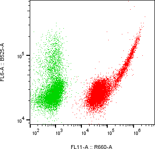 Rabbit-anti DKK1 monoclonal antibody