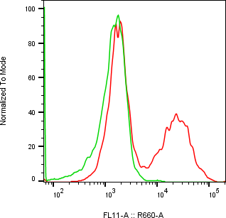 Rabbit-anti KIRREL3 monoclonal antibody