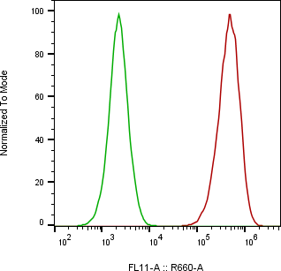 Rabbit-anti ITGB5 monoclonal antibody